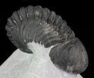 Bargain, Morocops Trilobite - Nice Eye Facets #68756-3